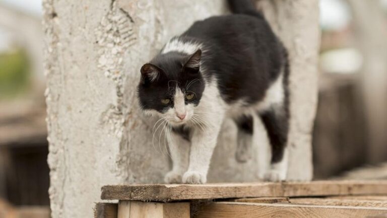 Pensiunan ASN di Blora Akui Tendang Kucing Hingga Mati, Minta Maaf ke Pemilik Pensiunan ASN di Blora Akui Tendang Kucing Hingga Mati, Minta Maaf ke Pemilik