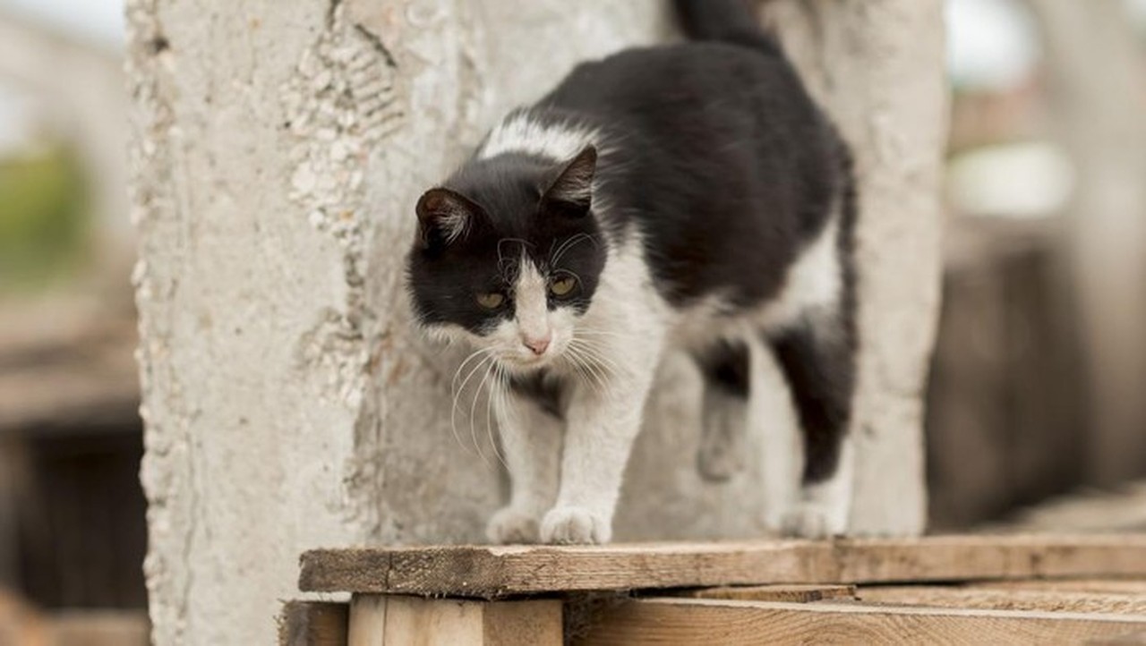 Pensiunan ASN di Blora Akui Tendang Kucing Hingga Mati, Minta Maaf ke Pemilik Pensiunan ASN di Blora Akui Tendang Kucing Hingga Mati, Minta Maaf ke Pemilik
