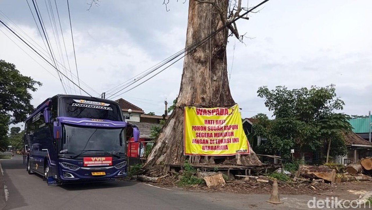 Pohon Randu Alas Yang Menjadi Ikon Desa Tuksongo, Kecamatan Borobudur, Kabupaten Magelang, Minggu (25/1/2026). (eko Susanto/detikjateng)
