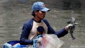 Sekda DKI Minta Dinas KPKP Gandeng Pemburu Ikan Sapu-sapu untuk Pulihkan Ekosistem Ciliwung