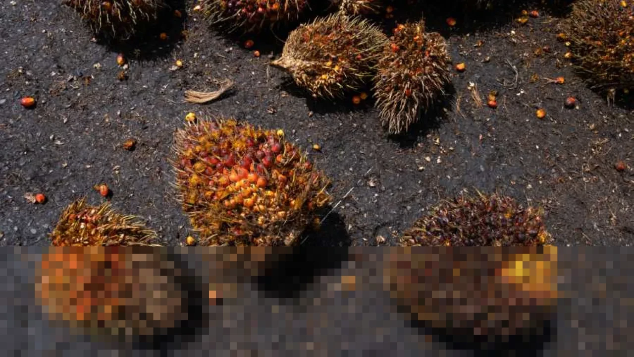Harga Minyak dan CPO Terjun Bebas pada 10 Maret, Meredanya Tensi Timur Tengah Jadi Pemicu