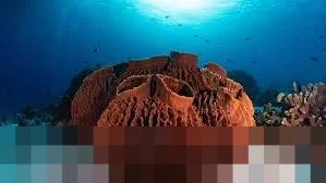 Jejak Molekul 541 Juta Tahun Ungkap Spons Laut sebagai Hewan Pertama di Bumi
