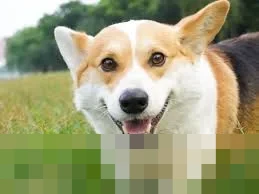 Inggris Perketat Aturan Anjing: Larangan XL Bully Berlaku Penuh, Puluhan Ras Lain Berpotensi Terdampak