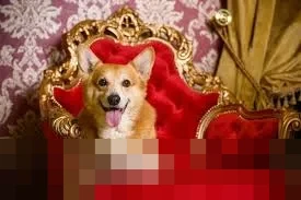 Popularitas Corgi di Inggris Bangkit Kembali, Tak Lagi Terancam Punah