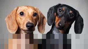 RUU Perlindungan Hewan Masuk Prolegnas 2026, Perdagangan Daging Anjing dan Kucing di Ambang Larangan Nasional