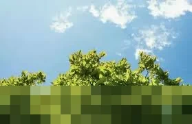 Misteri Daun Diam Saat Salat Idul Fitri: Antara Tasbih Alam dan Penjelasan Ilmiah Pagi Hari